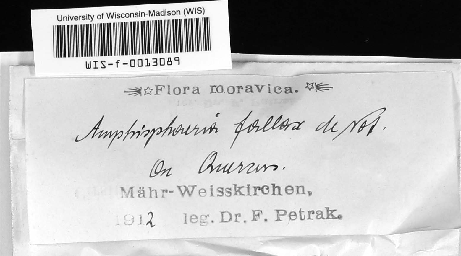 Amphisphaeria image