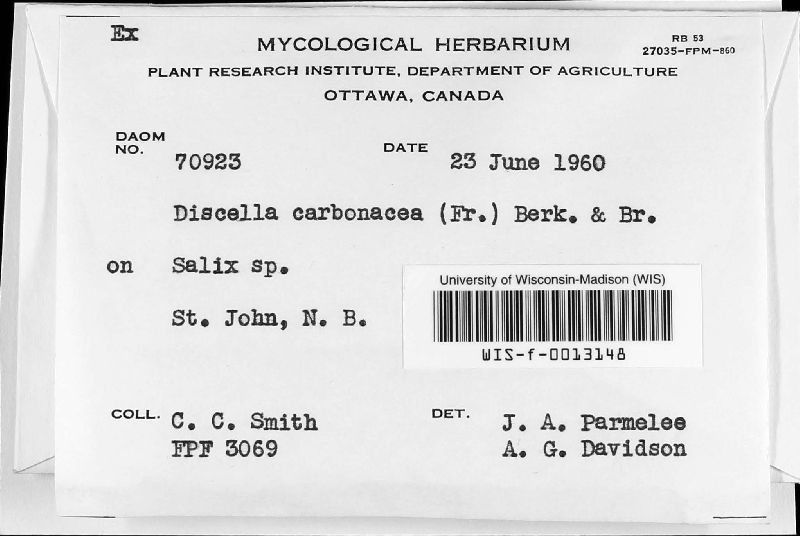 Discella carbonacea image