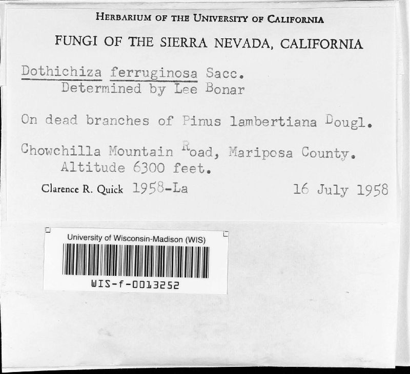 Dothichiza ferruginosa image