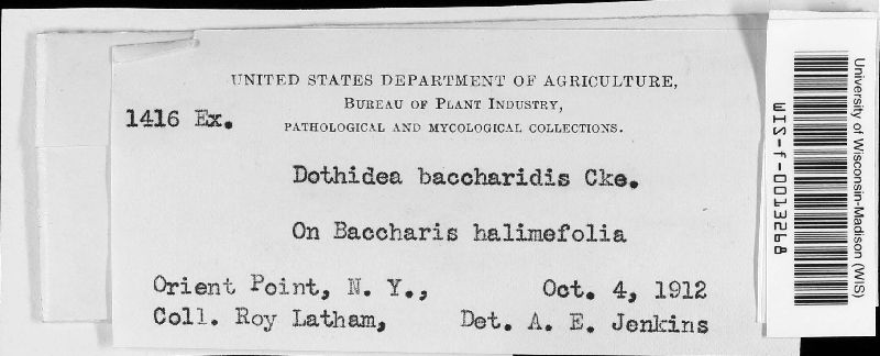 Dothidea baccharidis image
