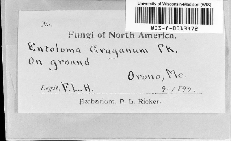 Entoloma grayanum image
