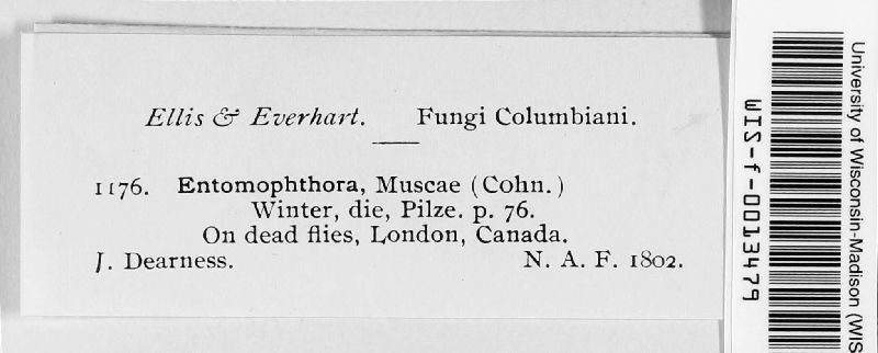 Entomophthora image