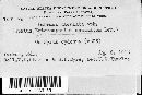Diplocarpon mespili image