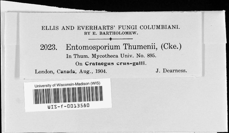 Entomosporium image