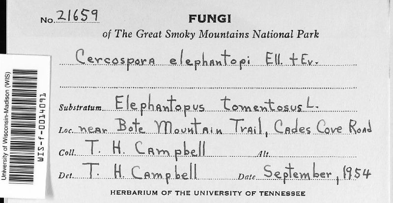 Cercospora elephantopi image