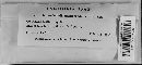 Image of Coniosporium memorandum