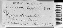 Cercospora lippiae image