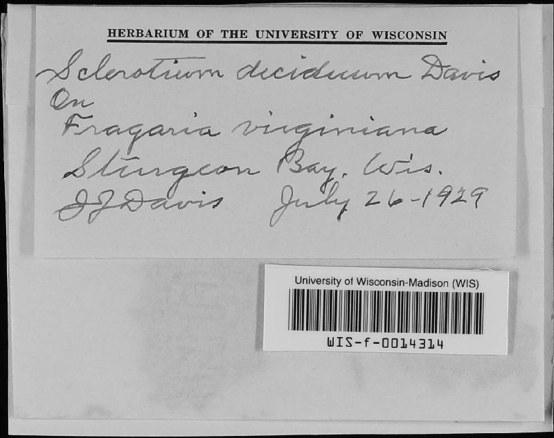 Ceratobasidium image