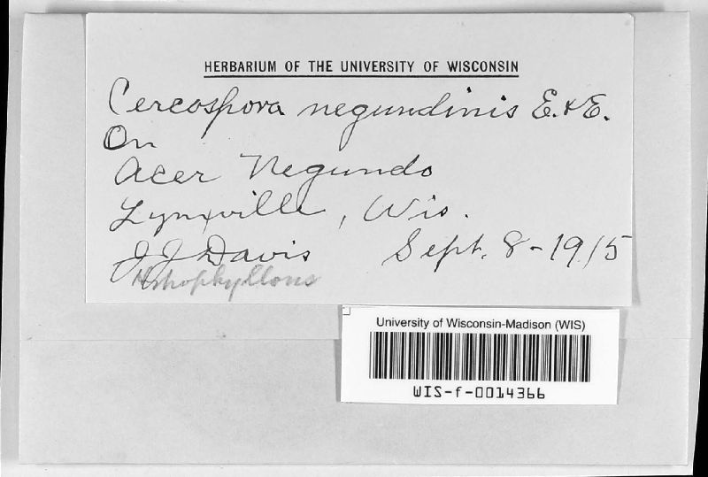 Cercospora negundinis image