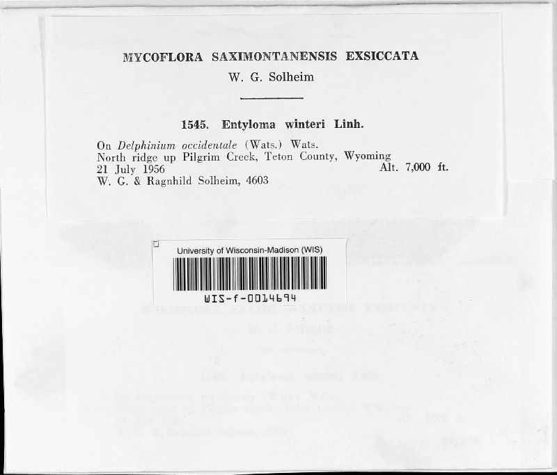 Entyloma winteri image