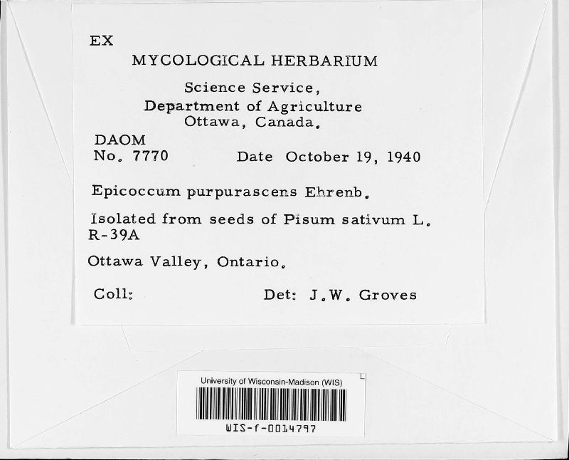 Epicoccum purpurascens image