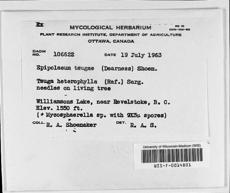 Epipolaeum image