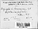 Erysiphe cichoracearum image