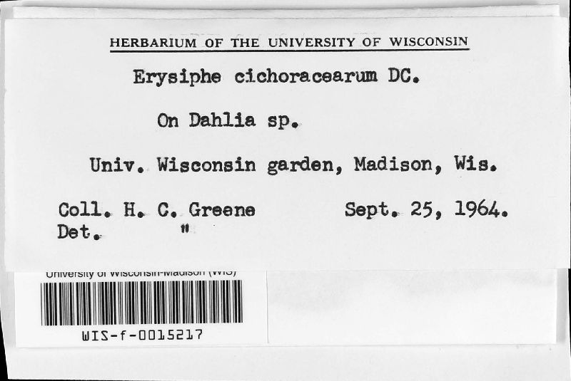 Erysiphe cichoracearum image