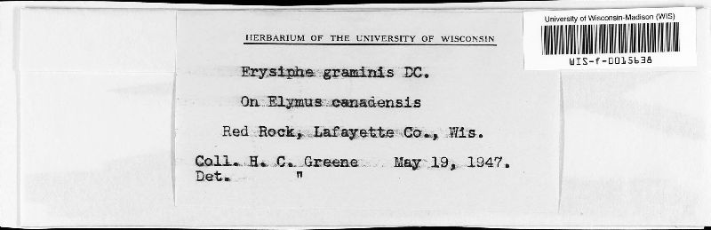 Erysiphe image