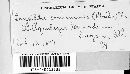 Erysiphe polygoni image