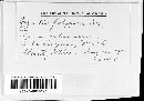 Erysiphe polygoni image