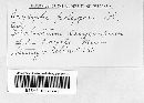 Erysiphe polygoni image