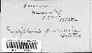 Erysiphe polygoni image