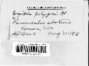 Erysiphe polygoni image