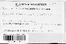 Erysiphe polygoni image