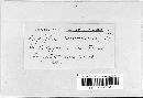 Erysiphe polygoni image