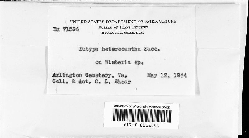 Eutypa heteracantha image