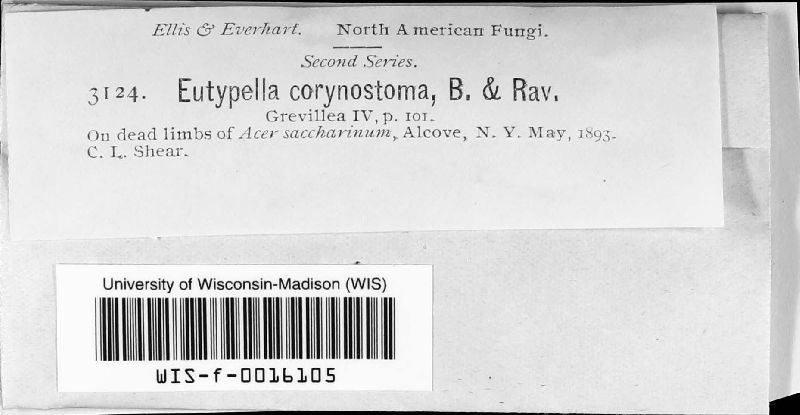 Eutypella corynostoma image