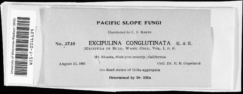 Excipulina image