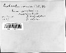 Exobasidium vaccinii image