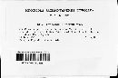 Exobasidium vaccinii image