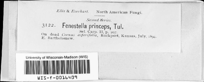 Fenestella image
