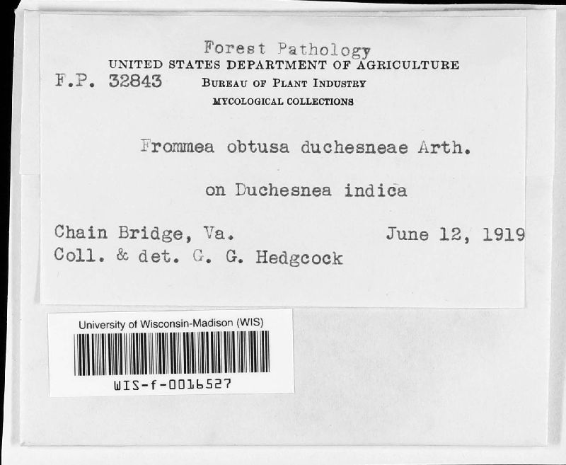 Frommea obtusa-duchesneae image