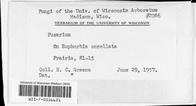 Nectriaceae image