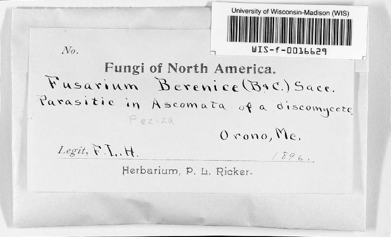 Fusarium berenice image