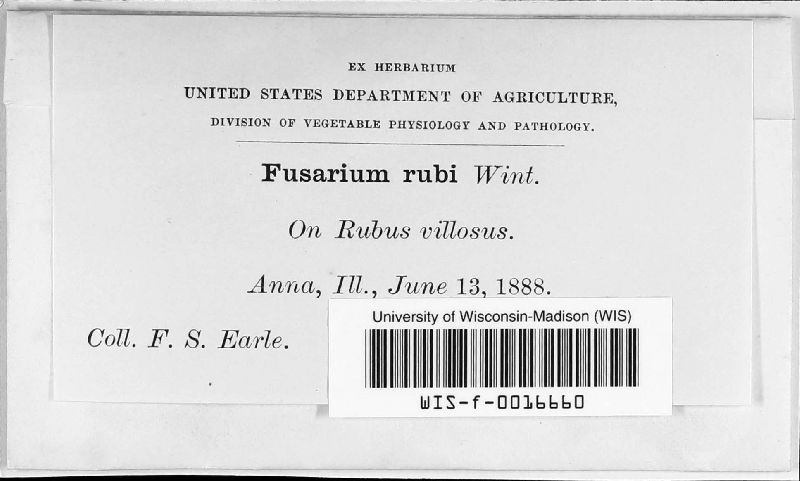 Fusarium rubi image