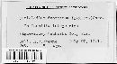 Fusicladium depressum image