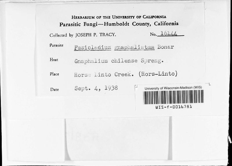 Fusicladium gnaphaliatum image