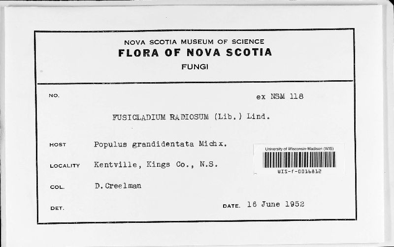 Fusicladium image