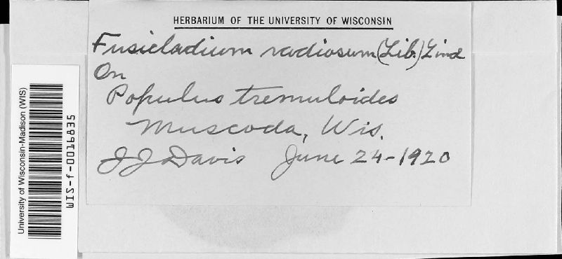 Fusicladium radiosum image