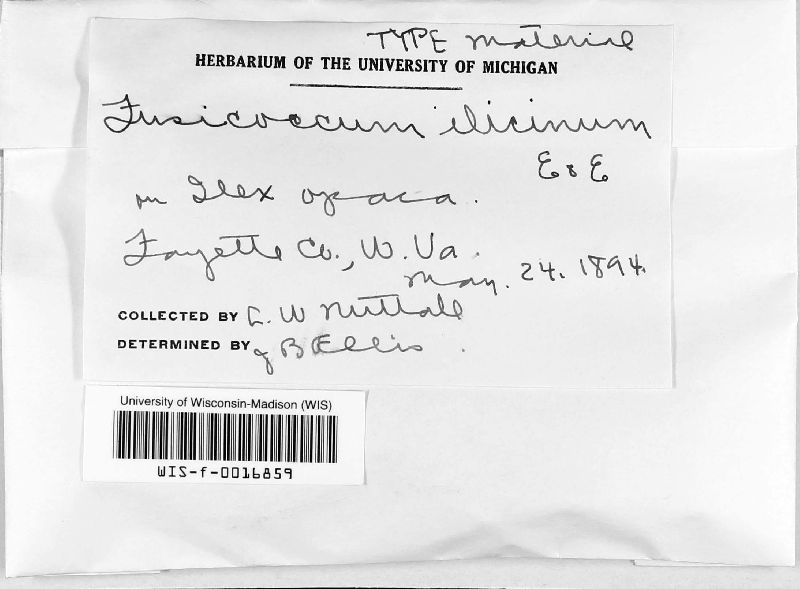 Fusicoccum ilicinum image