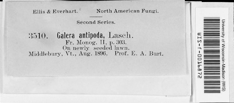 Galera antipoda image