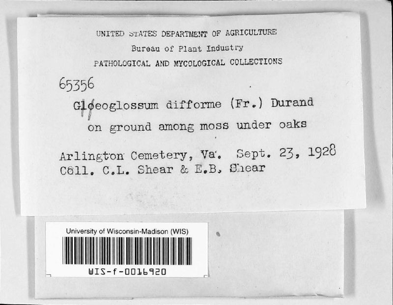 Gloeoglossum difforme image