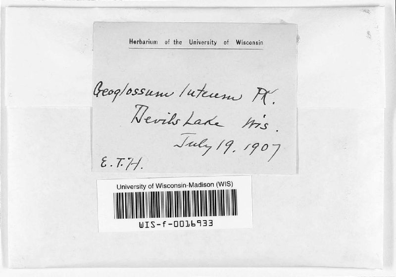 Geoglossum luteum image