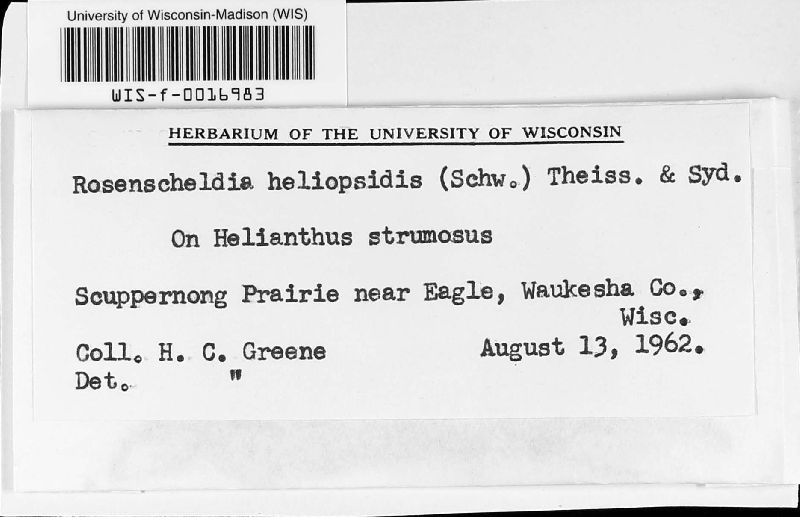 Gibberidea image