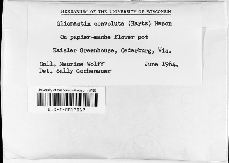 Acremonium murorum image
