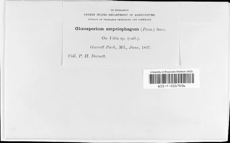 Gloeosporium ampelophagum image