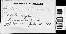 Image of Gloeosporium betularum