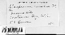 Gloeosporium canadense image