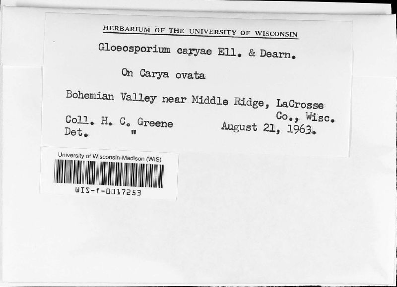 Gloeosporium caryae image